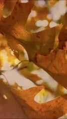 Cover for π Experience the enchantment of autumn at Castelconturbia Golf Club!