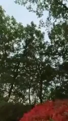 Cover for Bogogno: where luxury meets greens