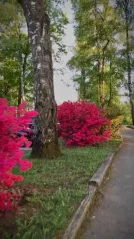 Cover for Blooms on Fairways: Rhododendron Spectacle