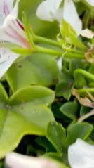 Cover for Sunset serenity at Golf Club Villa d'Este